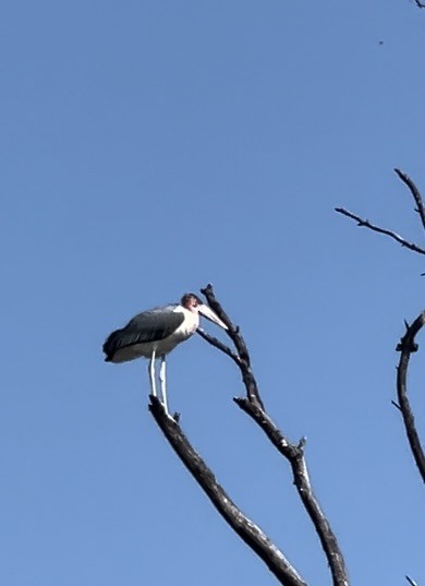 Marabou Stork - ML638905591