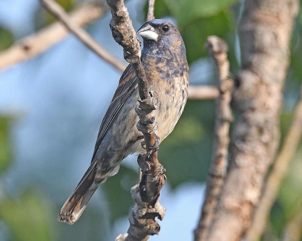 Blue Grosbeak - ML638905611