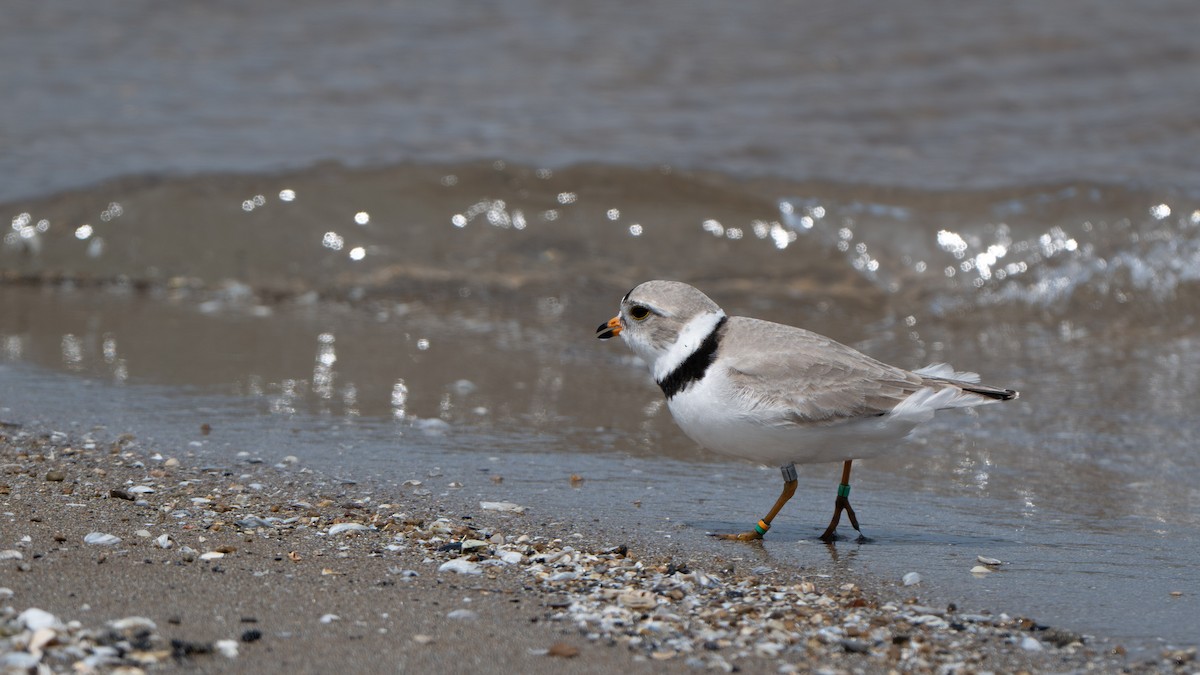 Piping Plover - ML638905622