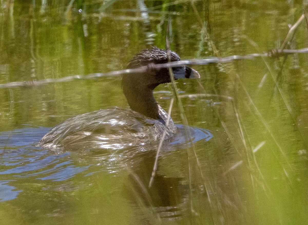 Pied-billed Grebe - ML638905682