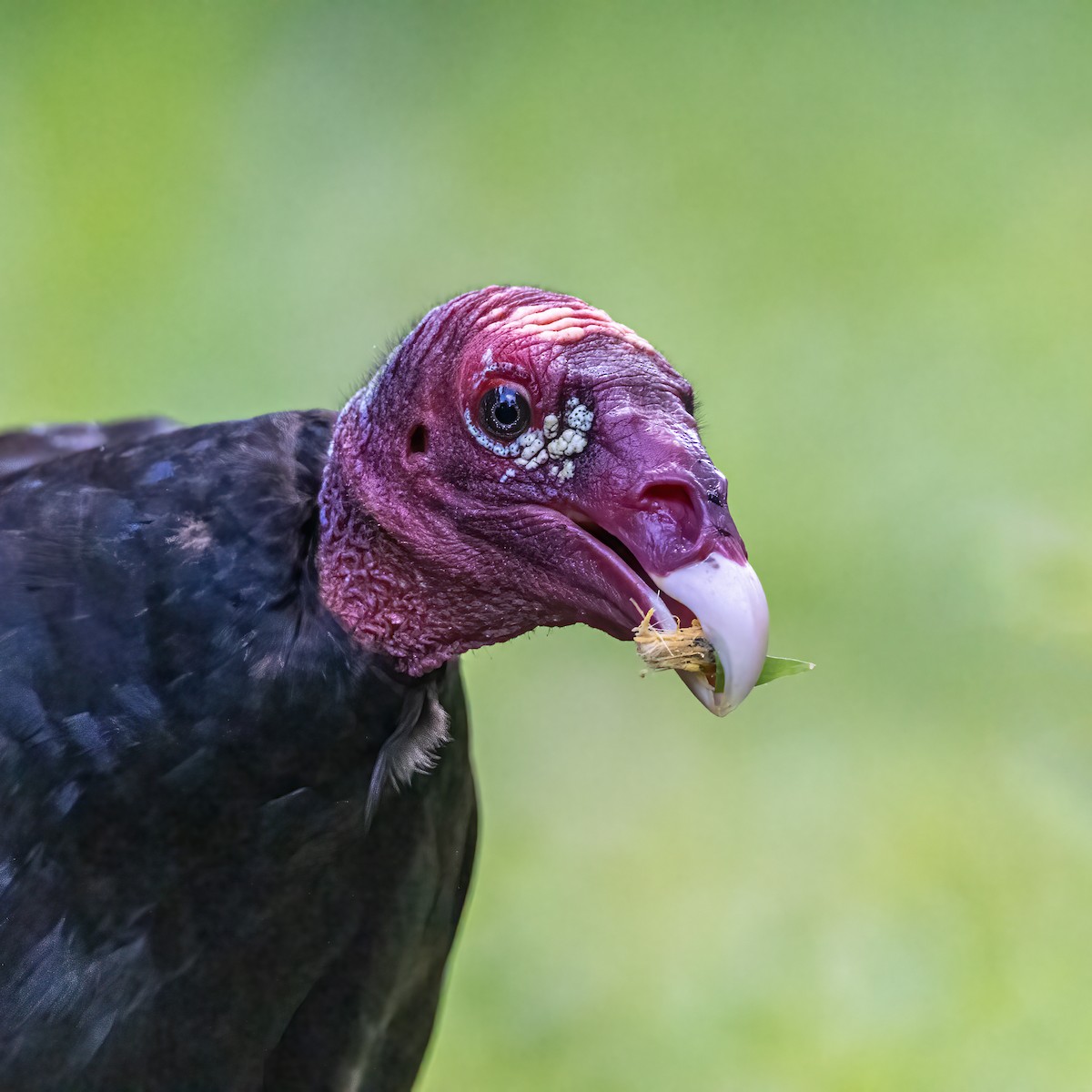 Turkey Vulture - ML638905733