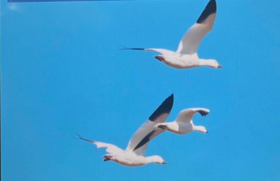 Snow Goose - ML638905744