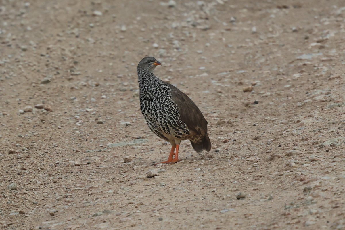 Hildebrandt's Spurfowl - ML638905746
