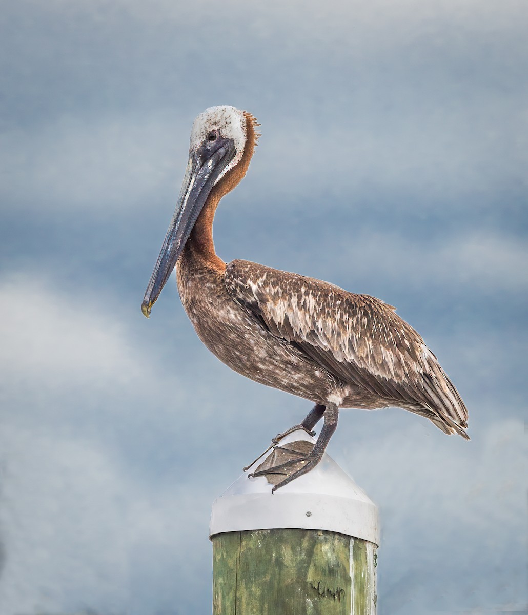 Brown Pelican - ML638905763