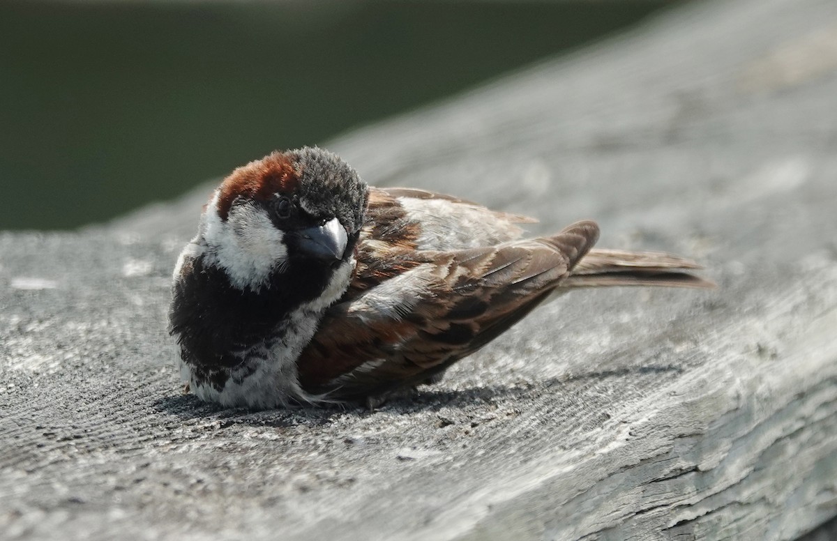 House Sparrow - ML638905786
