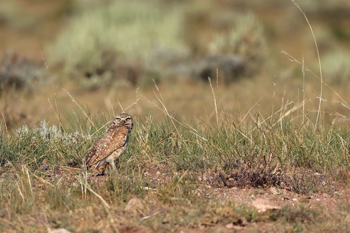 Burrowing Owl - ML638905829