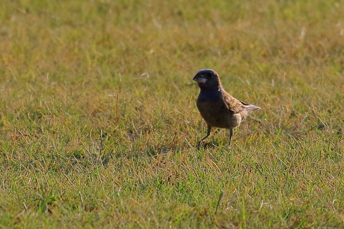 Blue Grosbeak - ML638905830