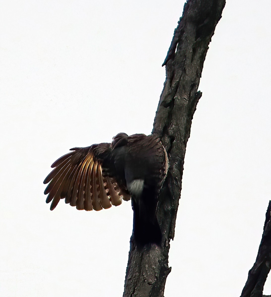 Northern Flicker - ML638905831