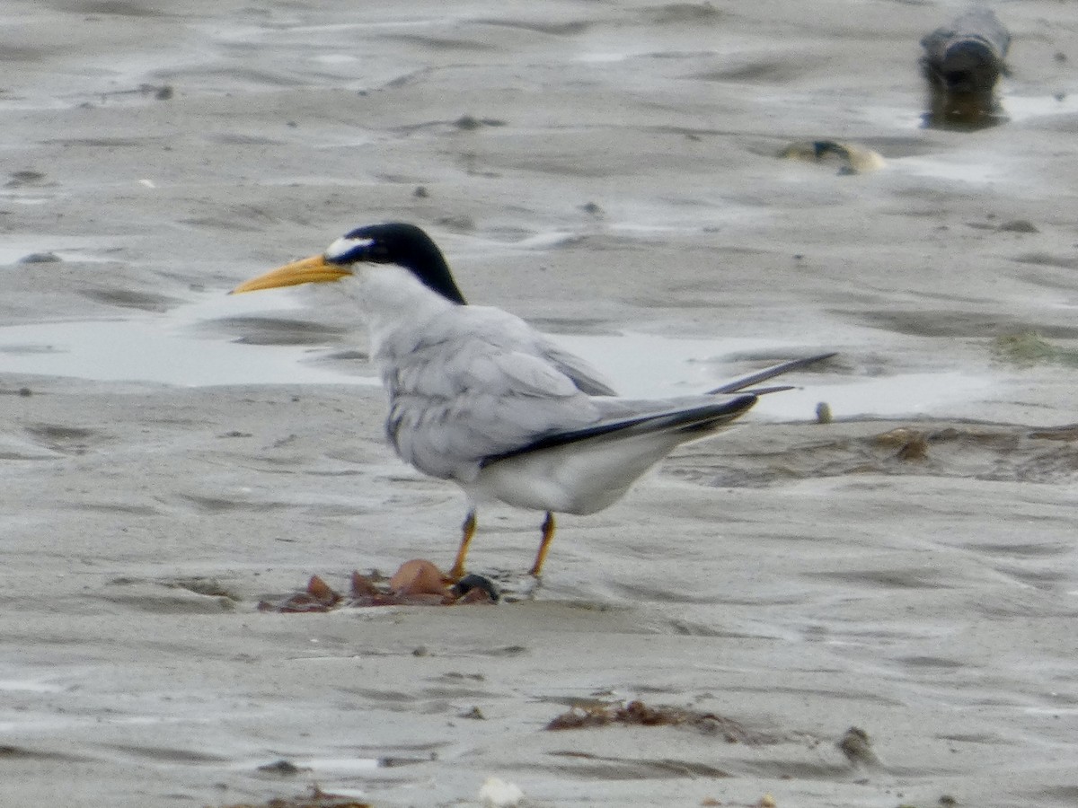 Least Tern - ML638905832