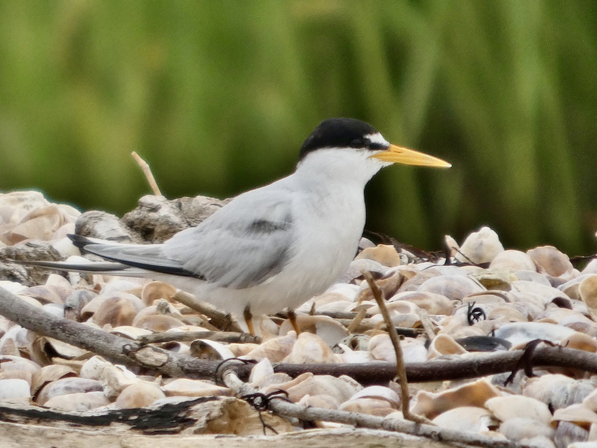 Least Tern - ML638905833