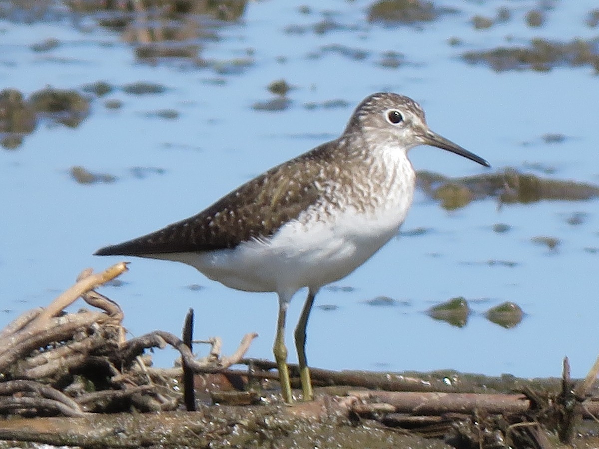 Solitary Sandpiper - ML638905835
