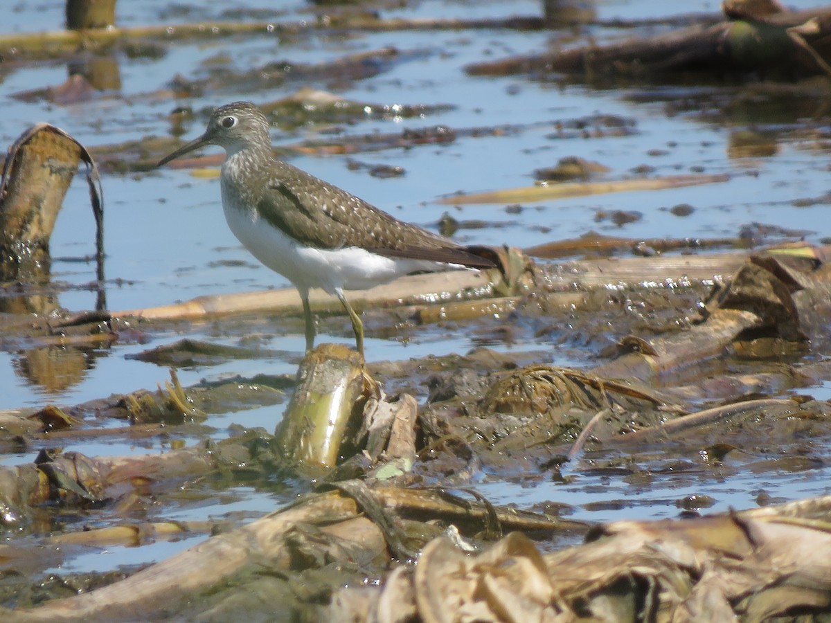 Solitary Sandpiper - ML638905848