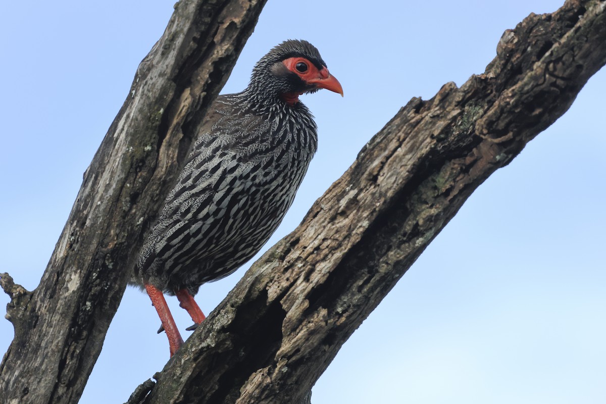 Francolin à gorge rouge - ML638905902