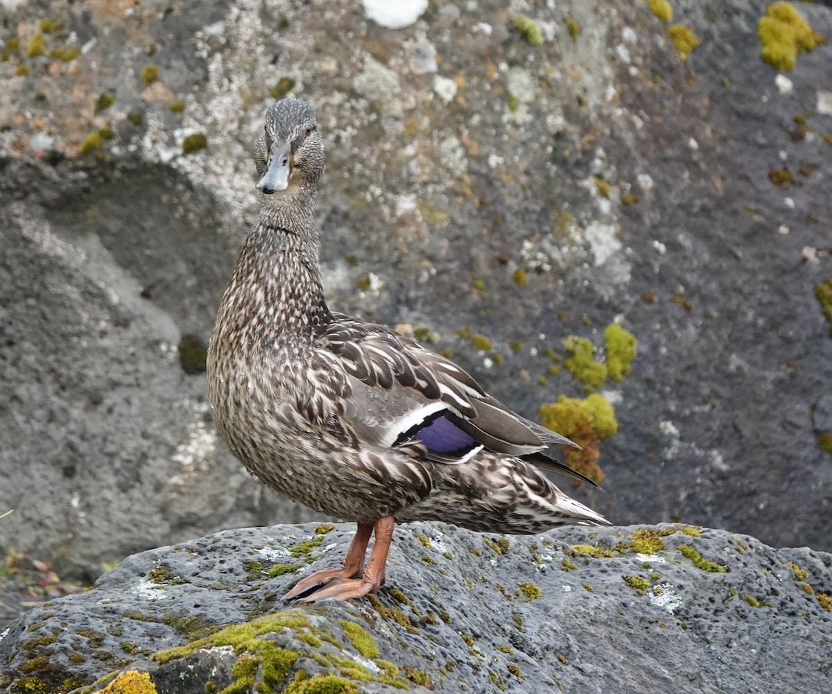 Mallard - ML638905907