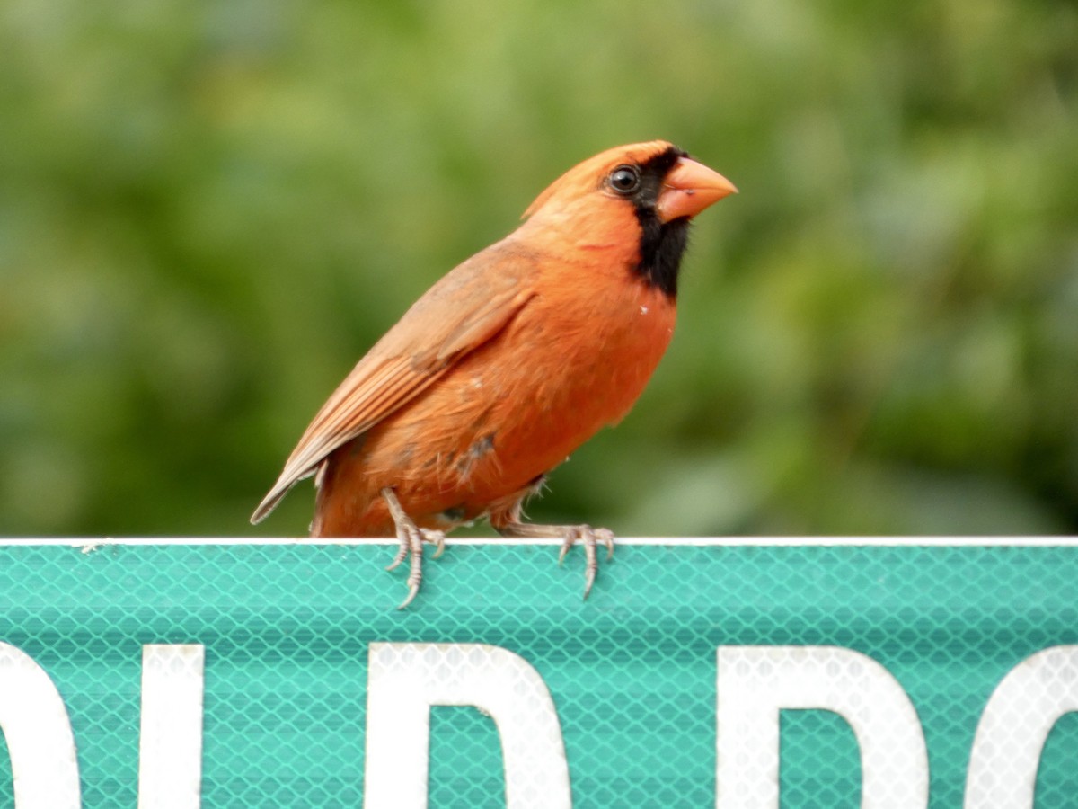 Northern Cardinal - ML638905915