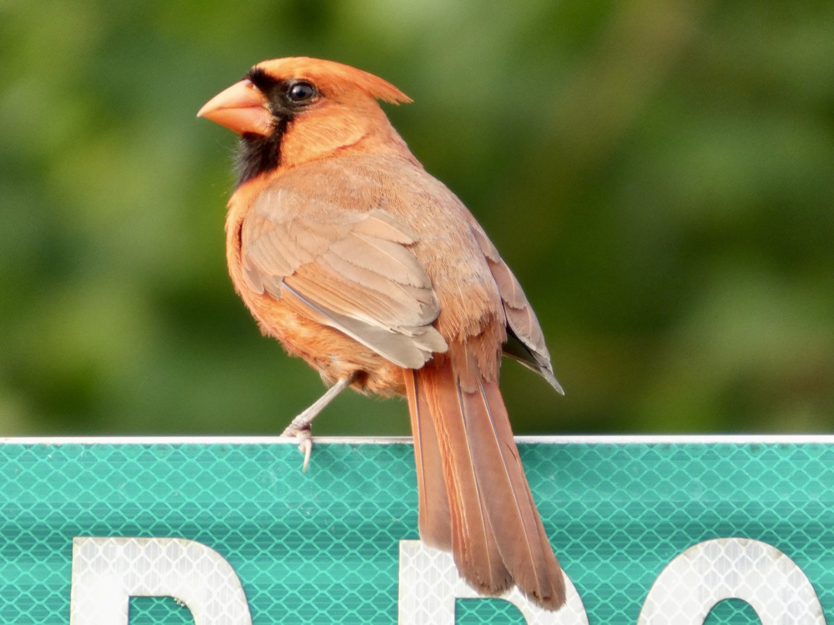 Northern Cardinal - ML638905916
