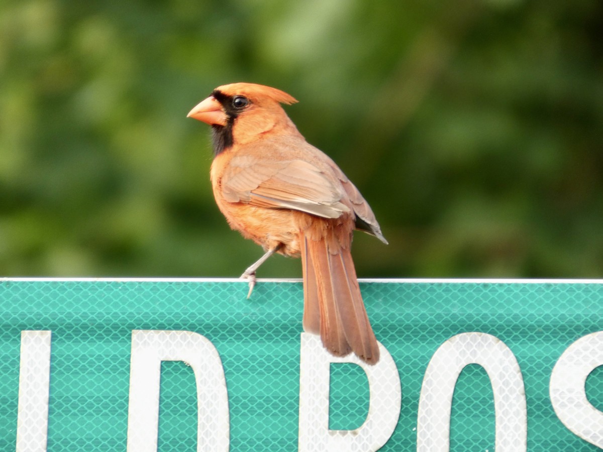 Northern Cardinal - ML638905917