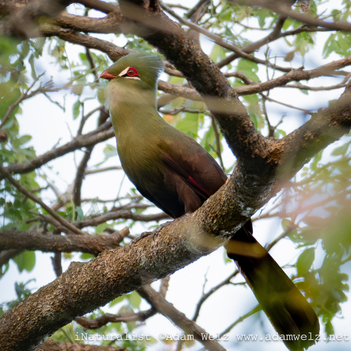 fiolettvingeturako - ML638905919