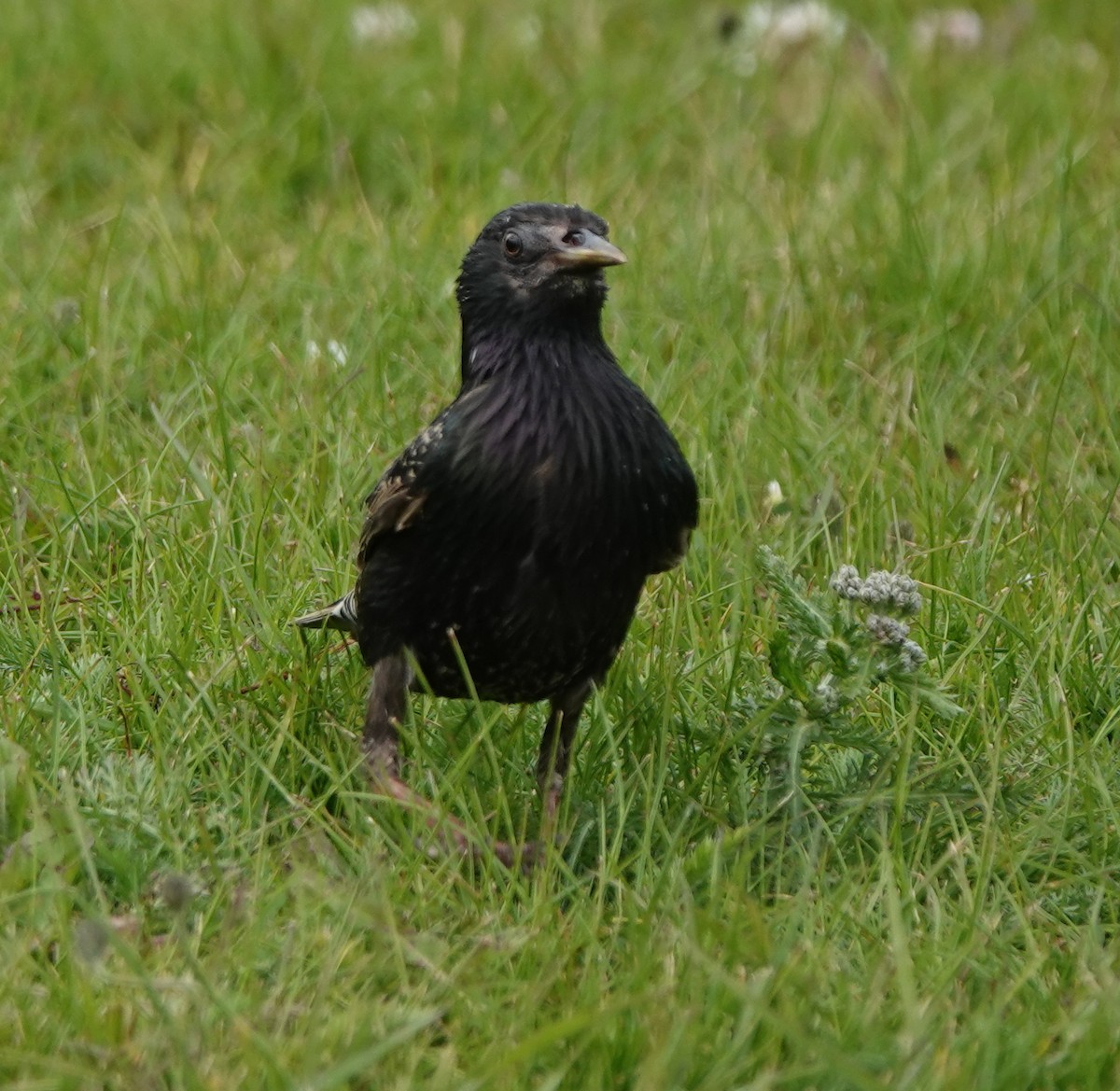 European Starling - ML638905924