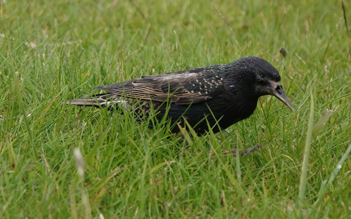 European Starling - ML638905925