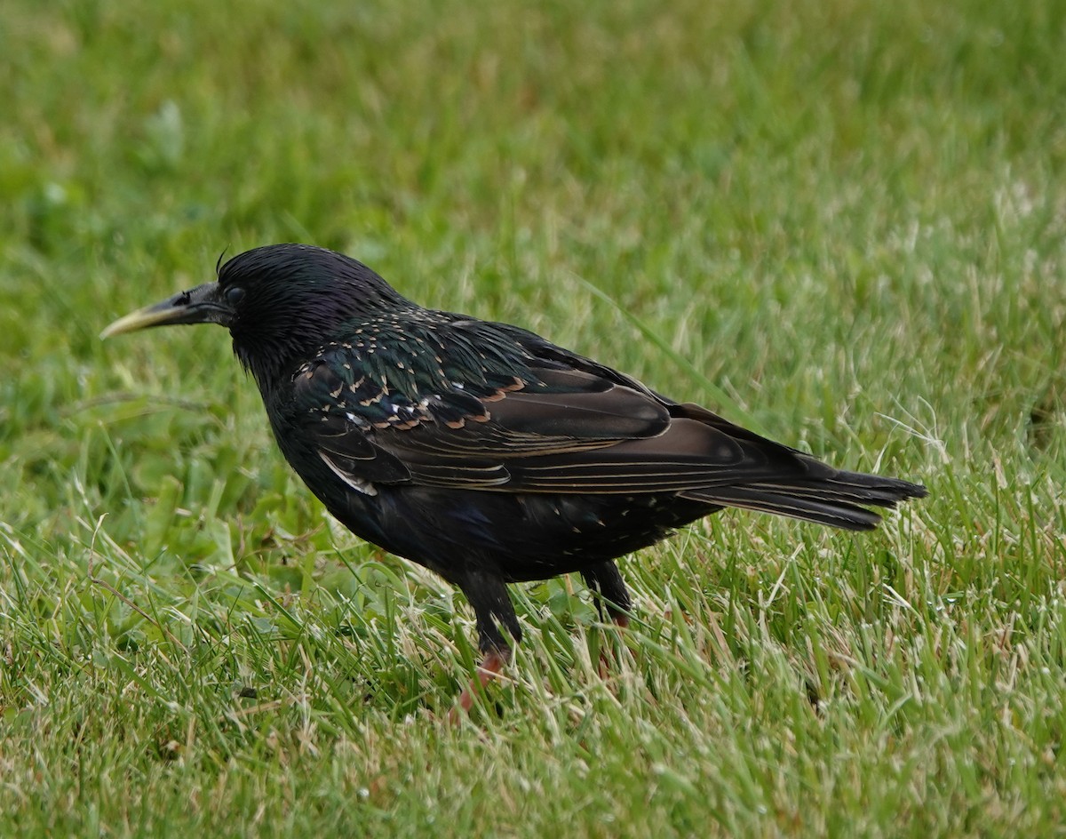European Starling - ML638905926