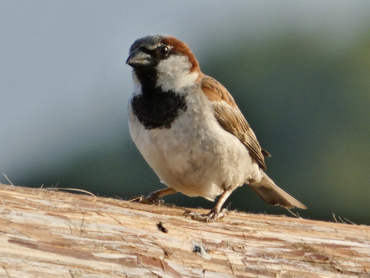 House Sparrow - ML638905935