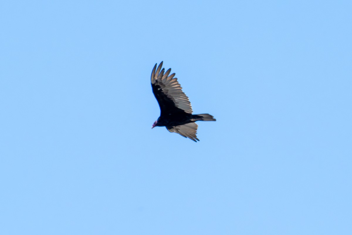 Turkey Vulture - ML638905936