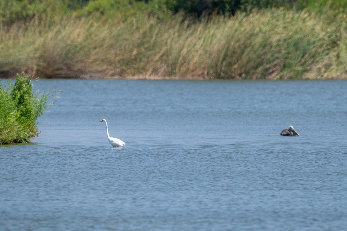 Brown Pelican - ML638905946