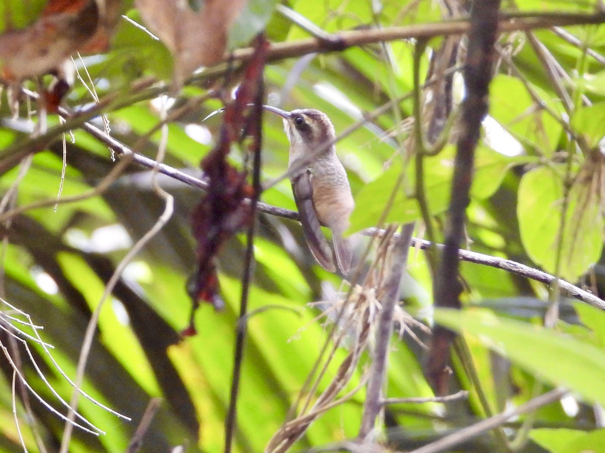 Long-billed Hermit - ML638905948