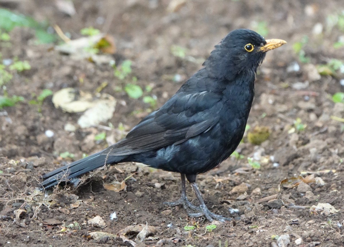 Eurasian Blackbird - ML638905953