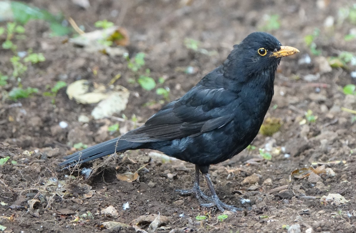 Eurasian Blackbird - ML638905954