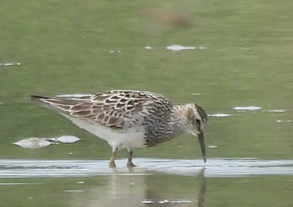 Graubrust-Strandläufer - ML638905970