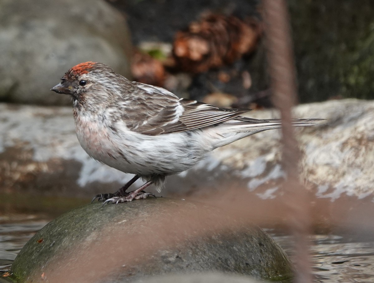 Redpoll - ML638905975