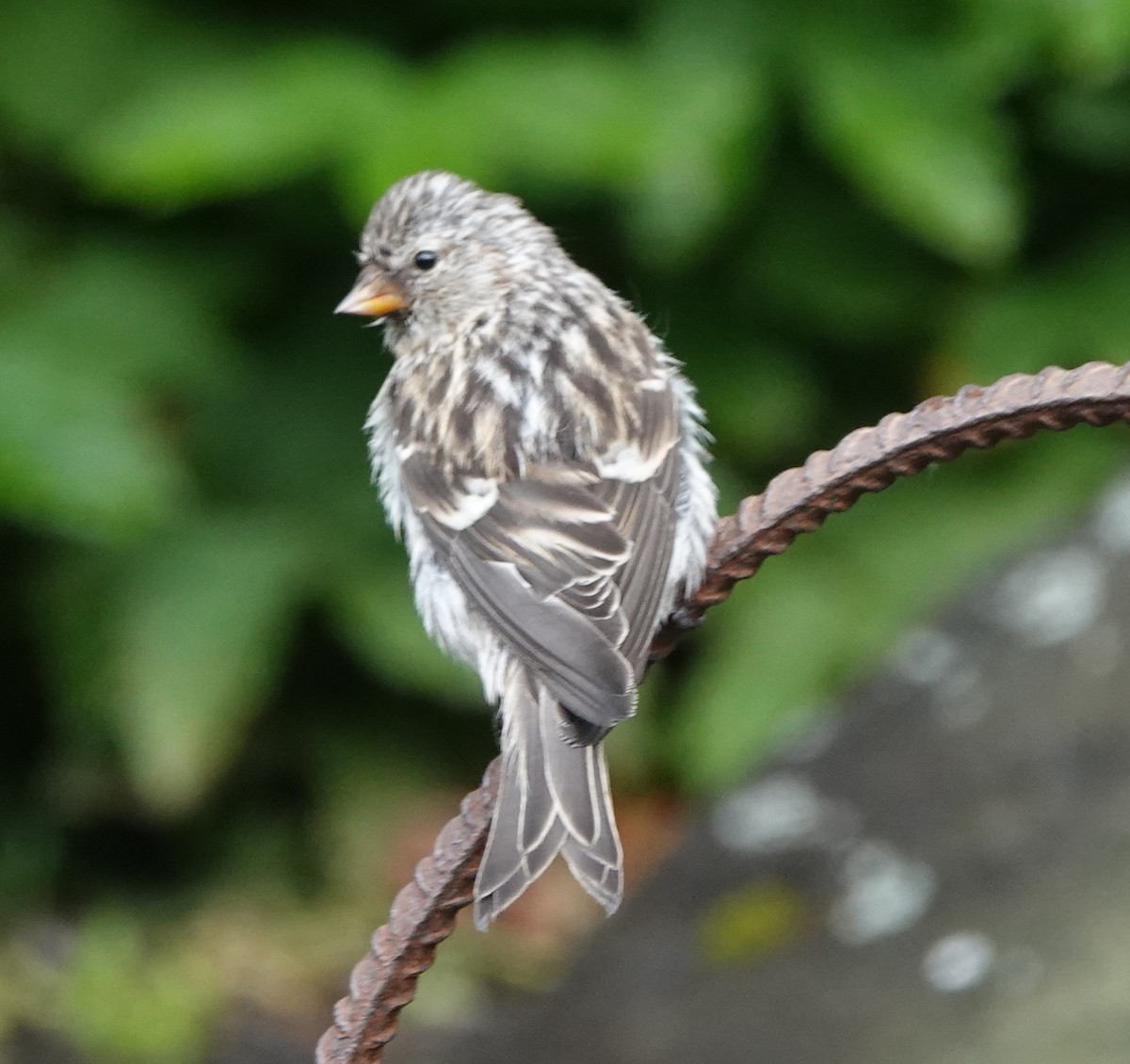 Redpoll - ML638905976