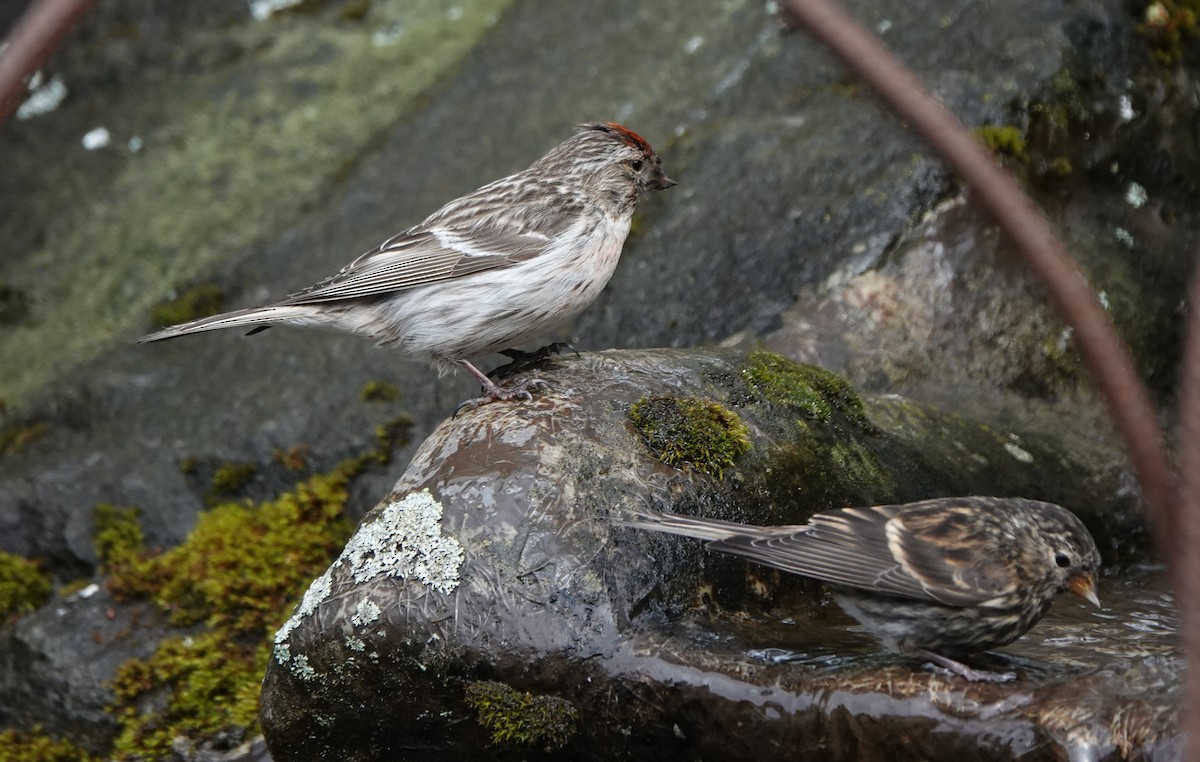 Redpoll - ML638905978