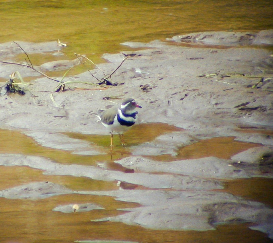Three-banded Plover - ML638906007