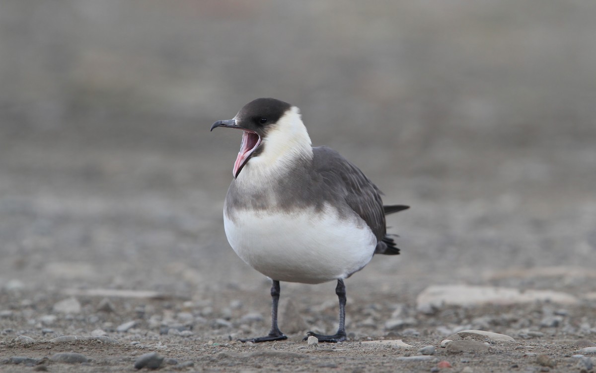 Parasitic Jaeger - ML63890601