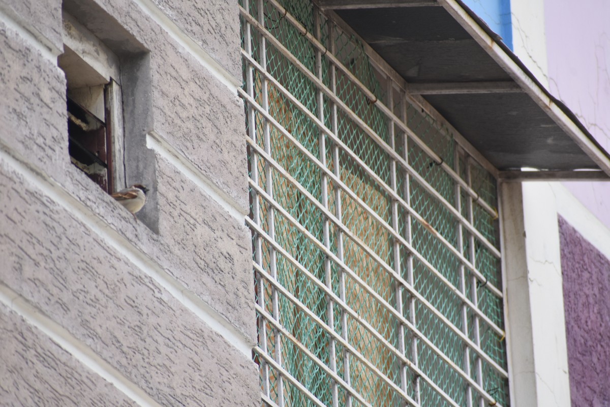 House Sparrow - ML638906026