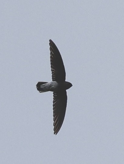Sao Tome Spinetail - ML638906052
