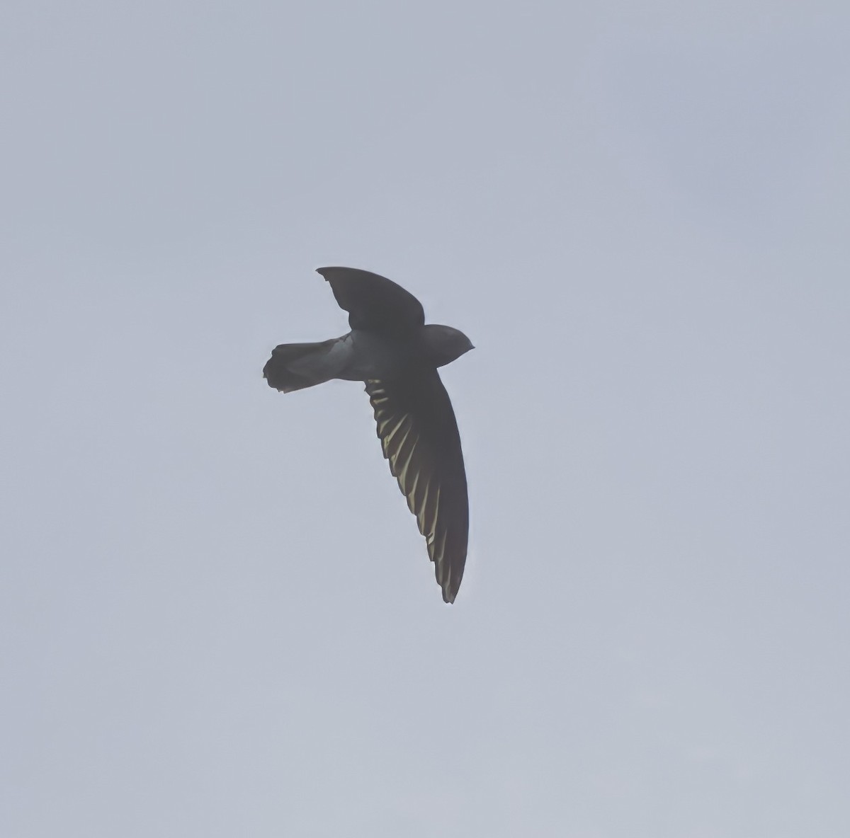 Sao Tome Spinetail - ML638906053