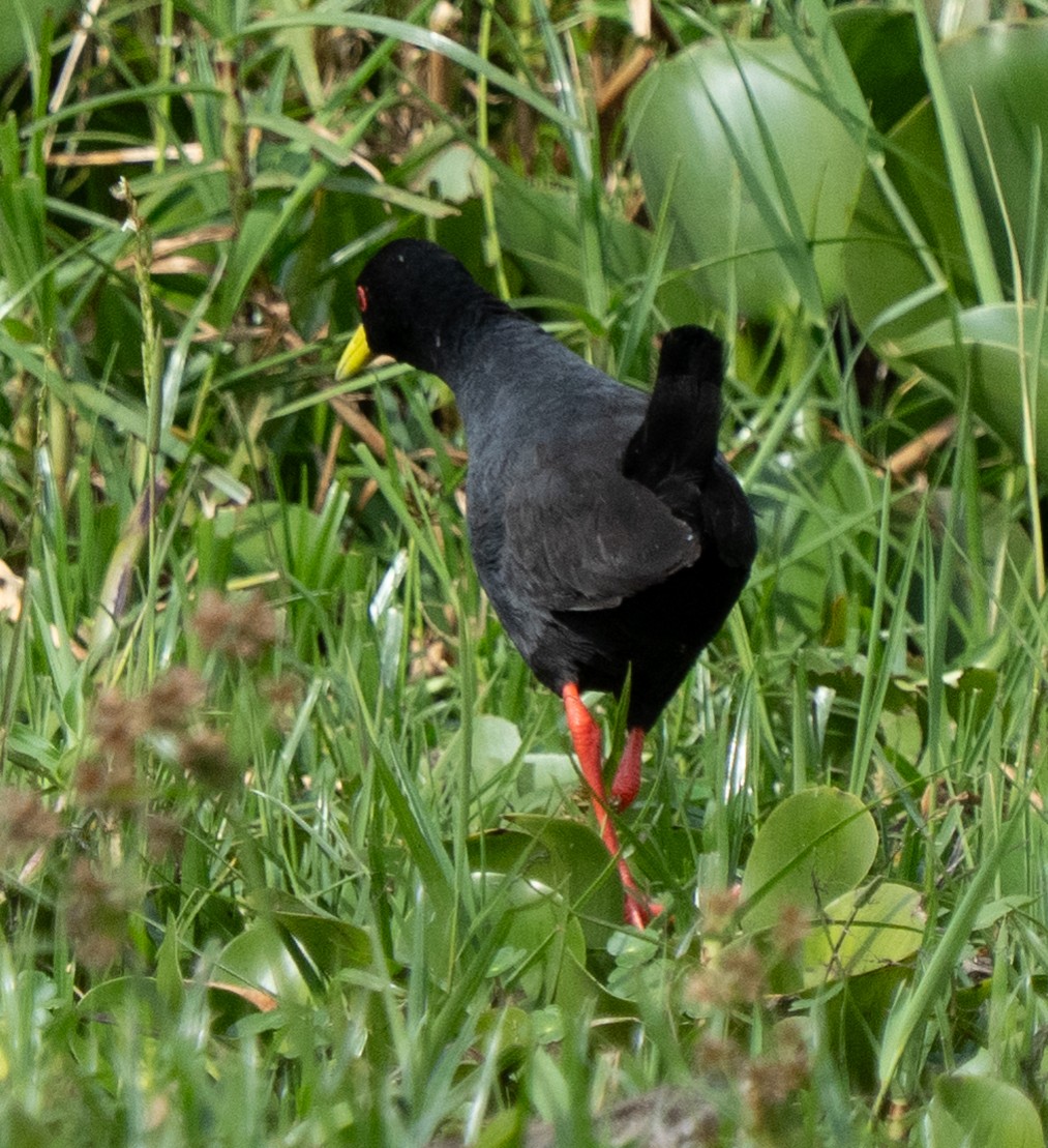 Black Crake - ML638906075