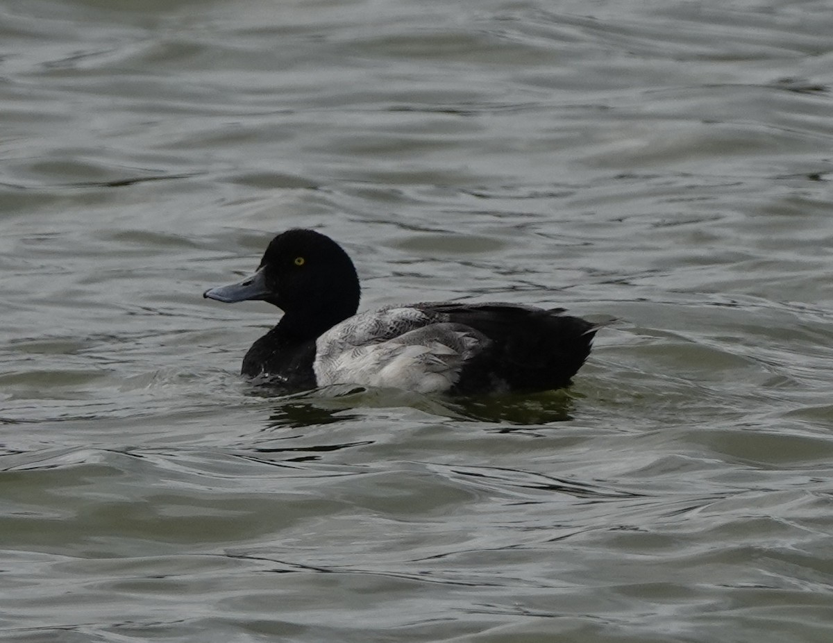 Greater Scaup - ML638906078