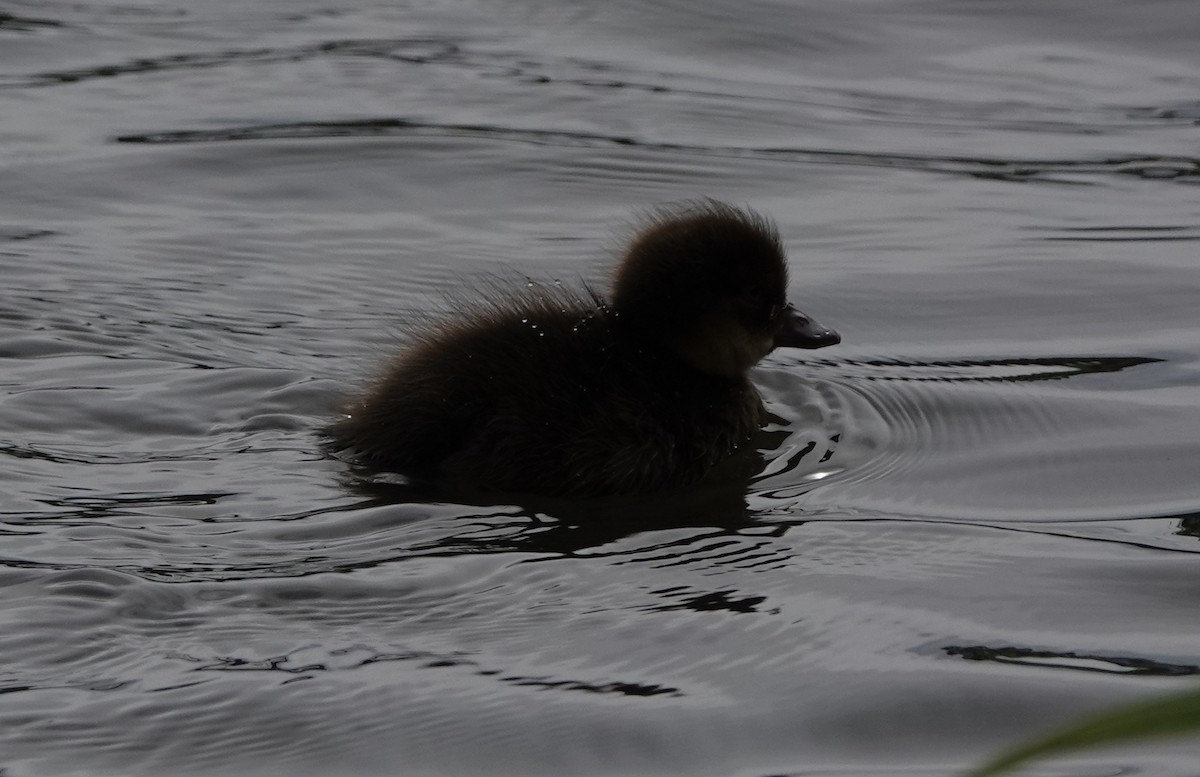 Greater Scaup - ML638906079