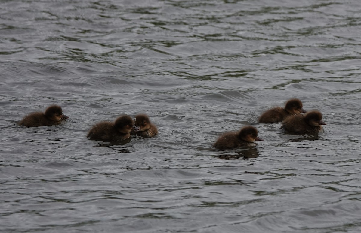 Greater Scaup - ML638906080
