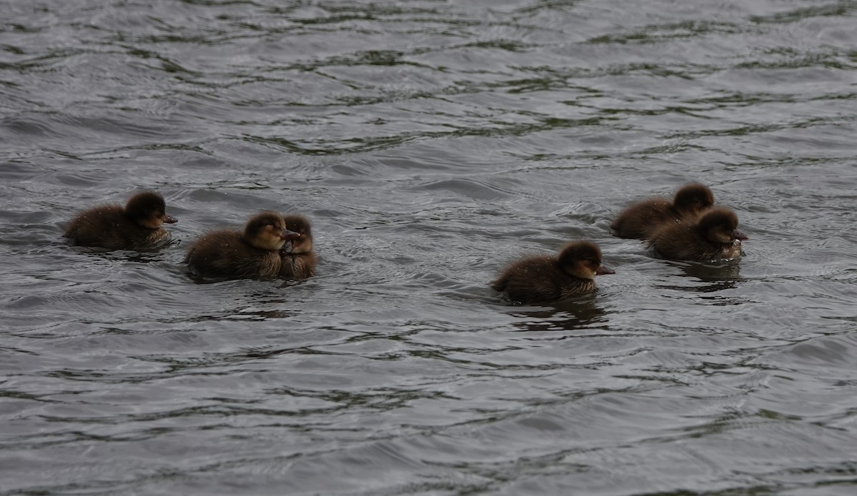 Greater Scaup - ML638906081