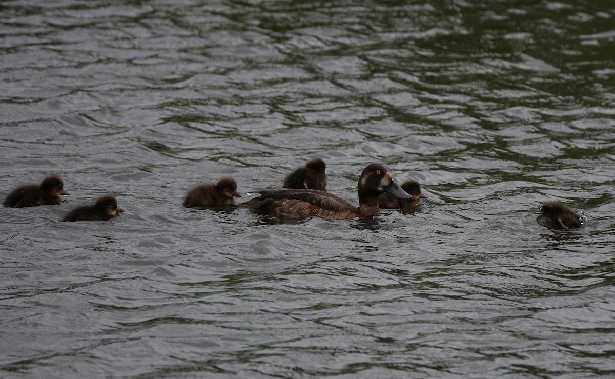 Greater Scaup - ML638906082