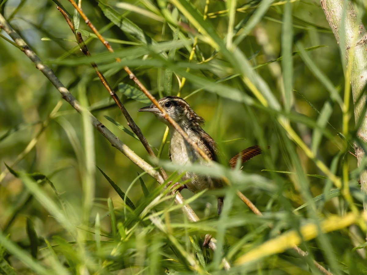 Marsh Wren - ML638906084