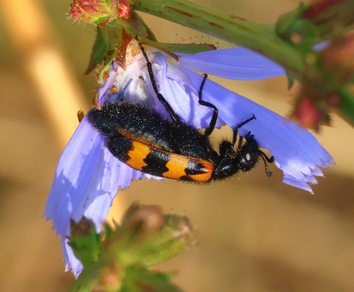 Northern Blisterbeetles - ML638906099