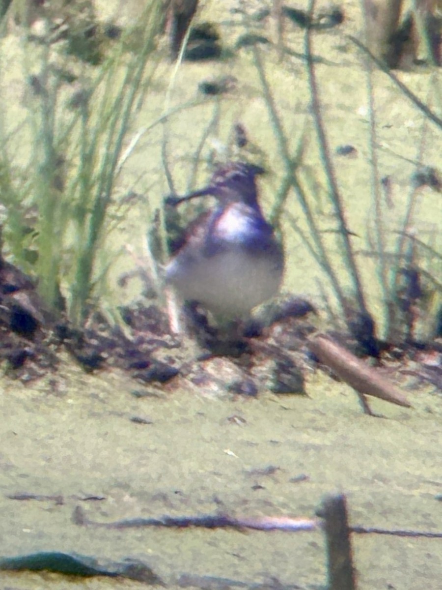 Solitary Sandpiper - ML638906102