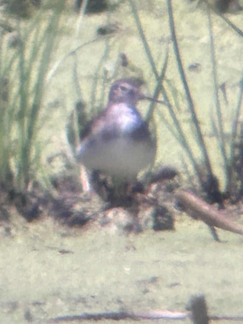 Solitary Sandpiper - ML638906103